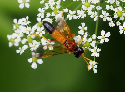 Tenthredo campestris - pilatka bršlicová (žlutá)