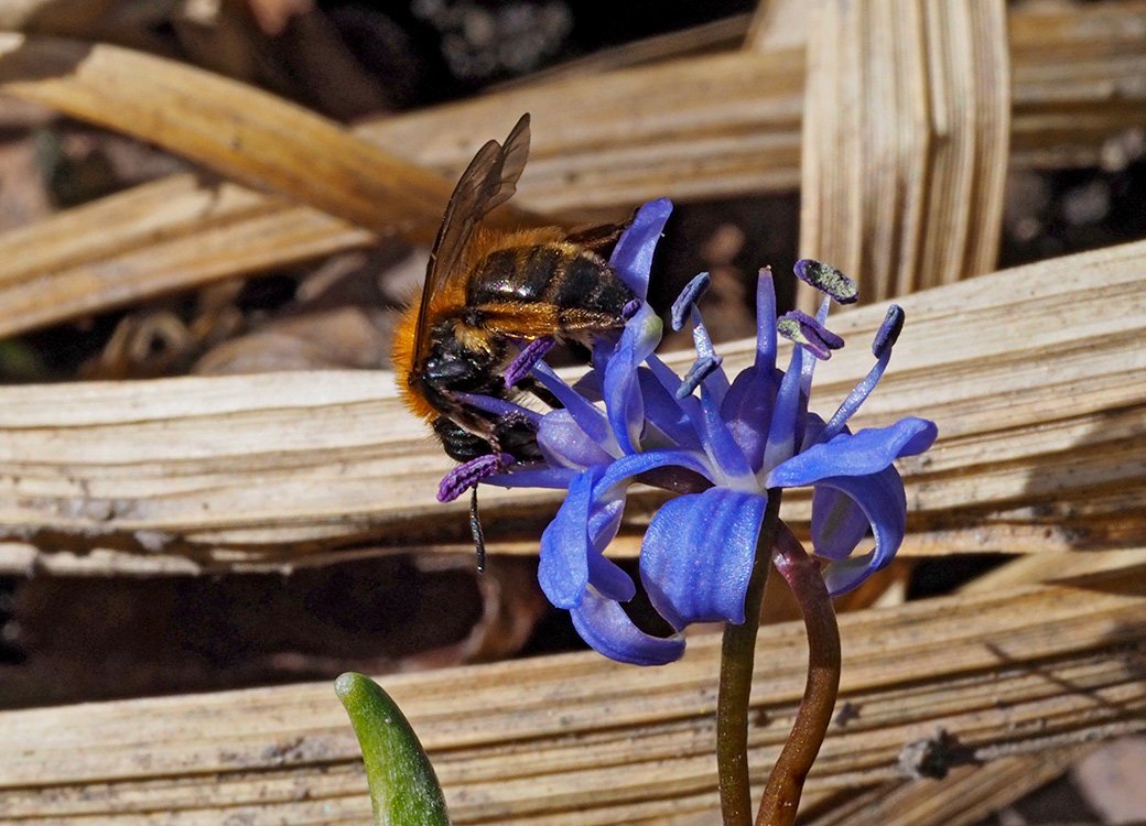 /Ladoňka s pískorypkou dvoubarvou. /Ladoňka s pískorypkou dvoubarvou.