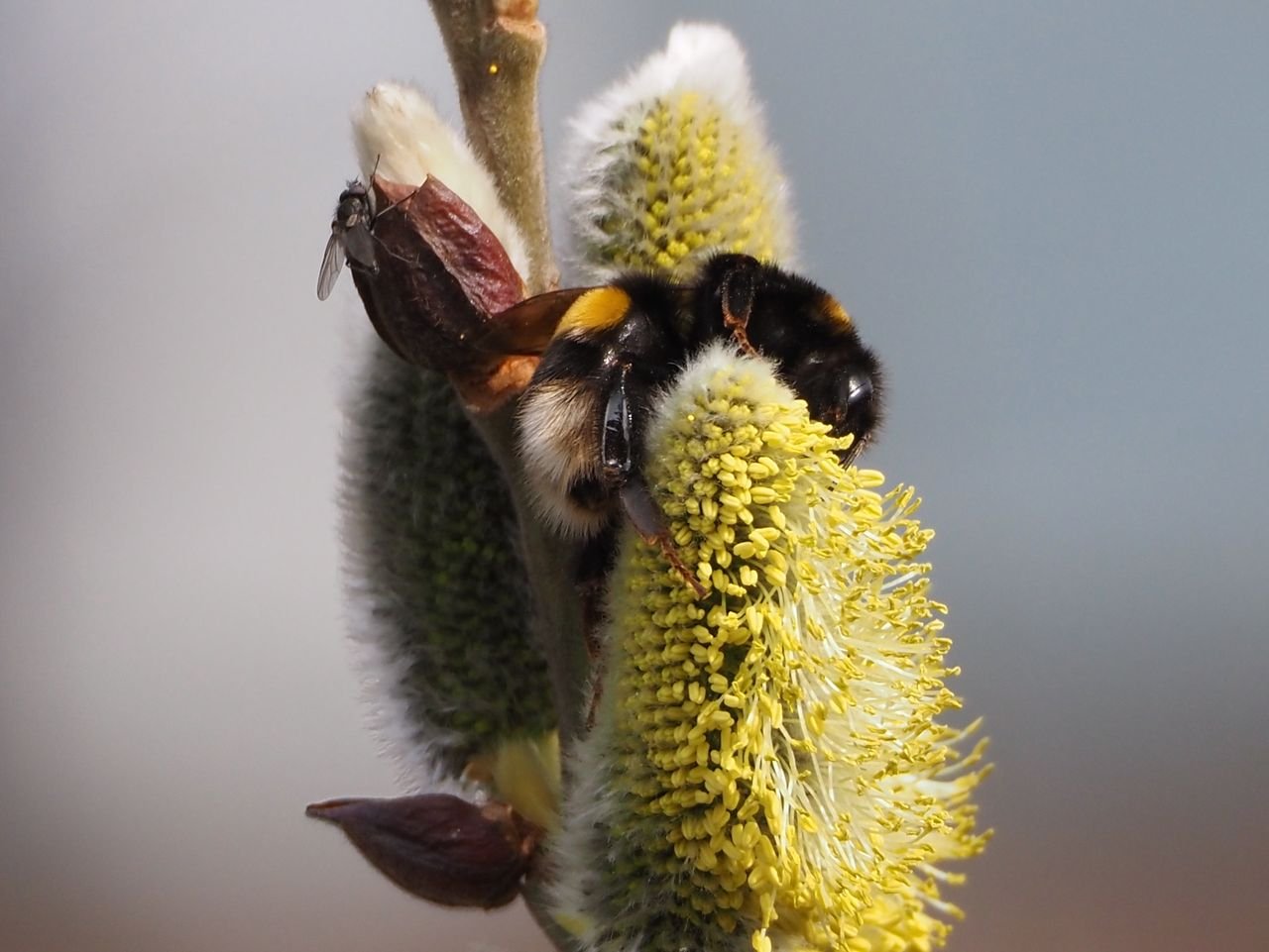 /Mladá čmeláčí matka se schovává za jívovou kočičkou.