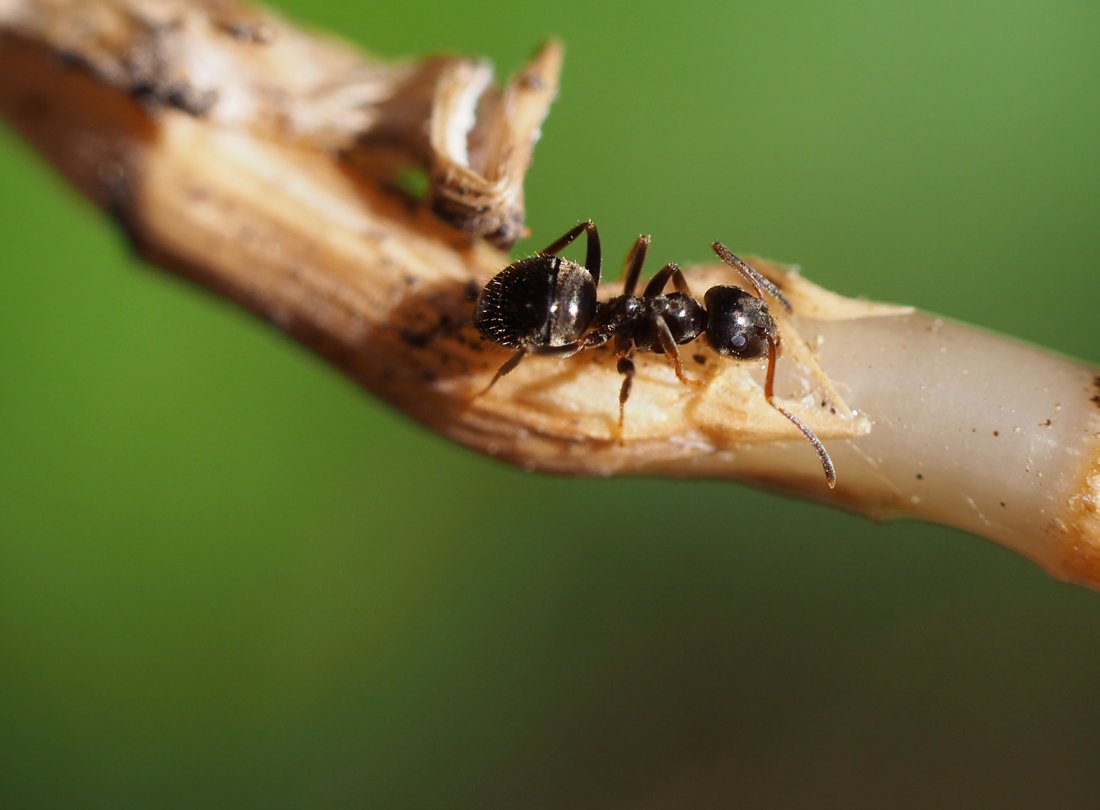 /Mravenčí dělnice Lasius niger.