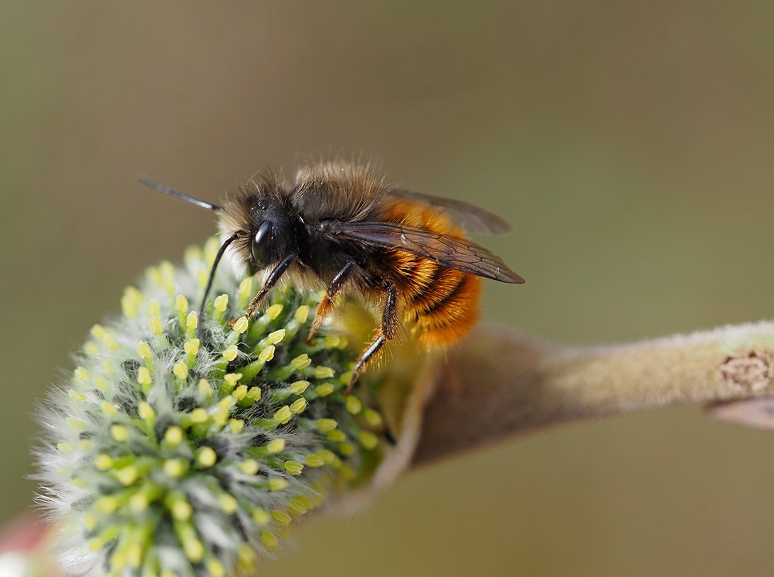 /Osmia cornuta, sameček na jívě.