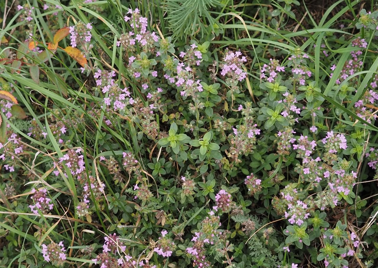/Mateřídouška vejčitá kvete až do října.