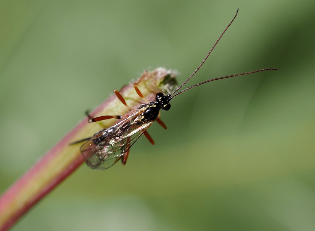 /Lumek Phytodietus - zaostřeno na tykadla. /Lumek Phytodietus - zaostřeno na tykadla.