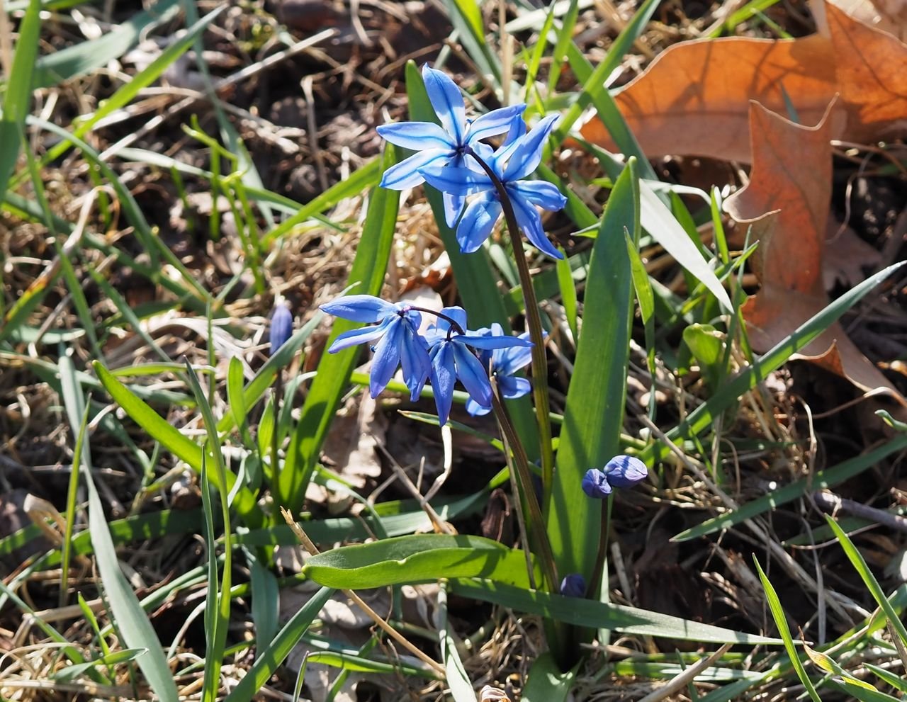 /Ladoňka sibiřská - detail jednotlivé rostliny.