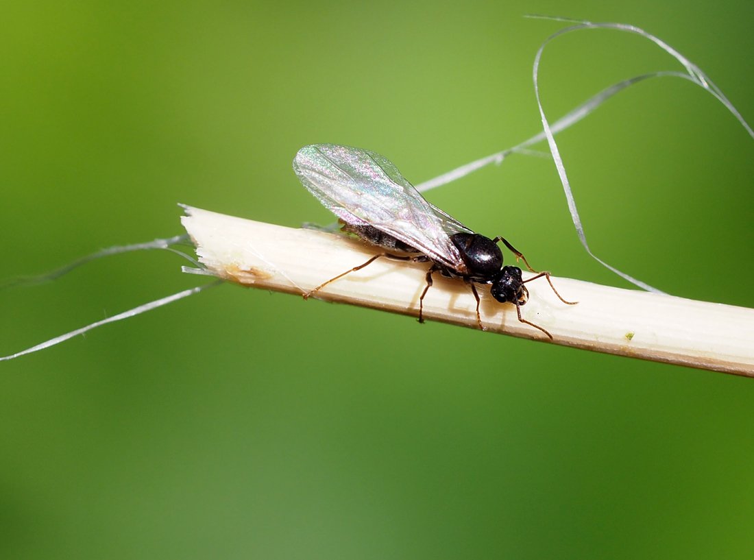 /Mravenec Lasius niger, sameček s křídly.