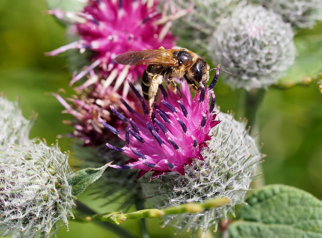/Lopuch a ploskočelka Halictus sexcinctus - samička.