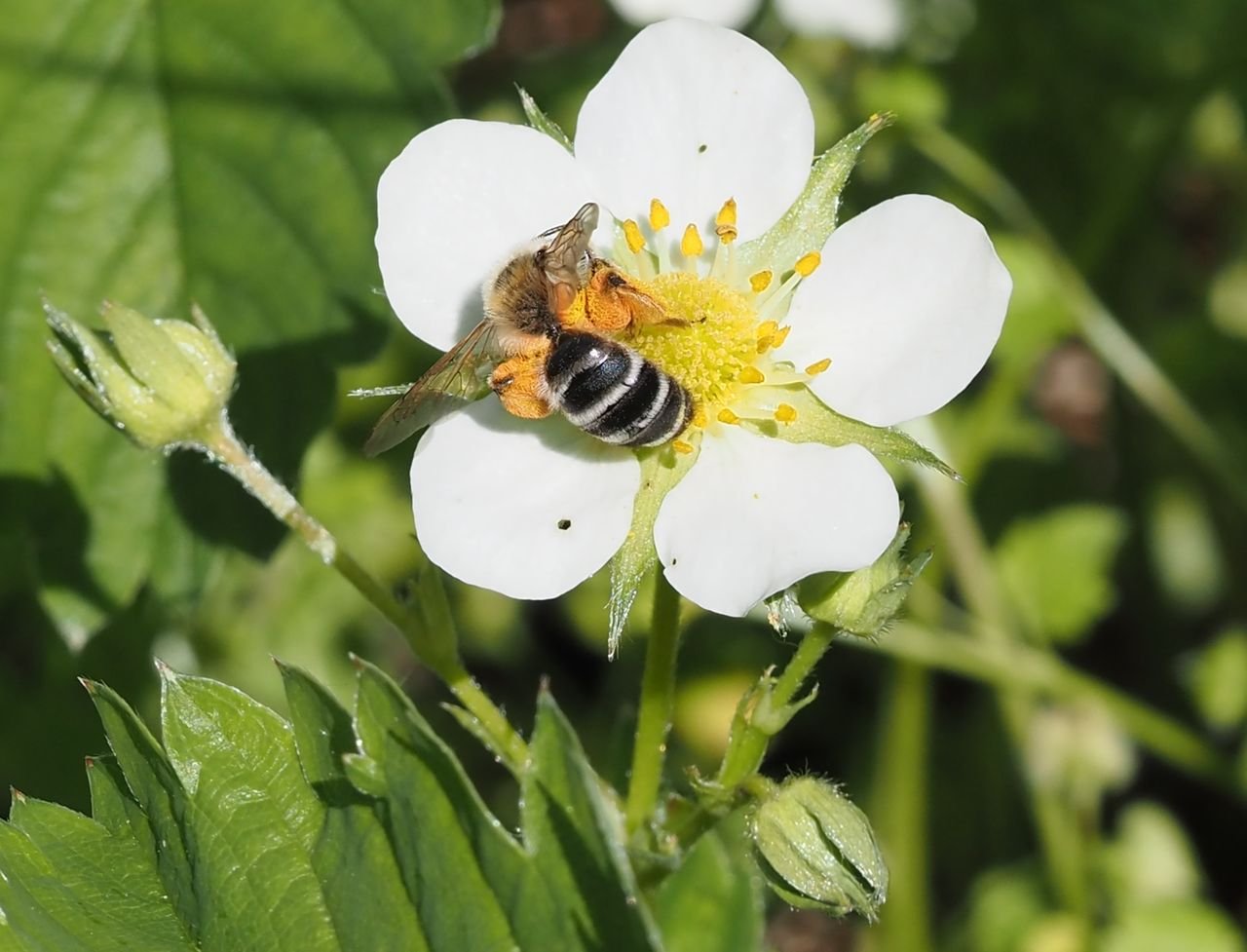 /Andrena gravida má na těle mnoho nasbíraného pylu.