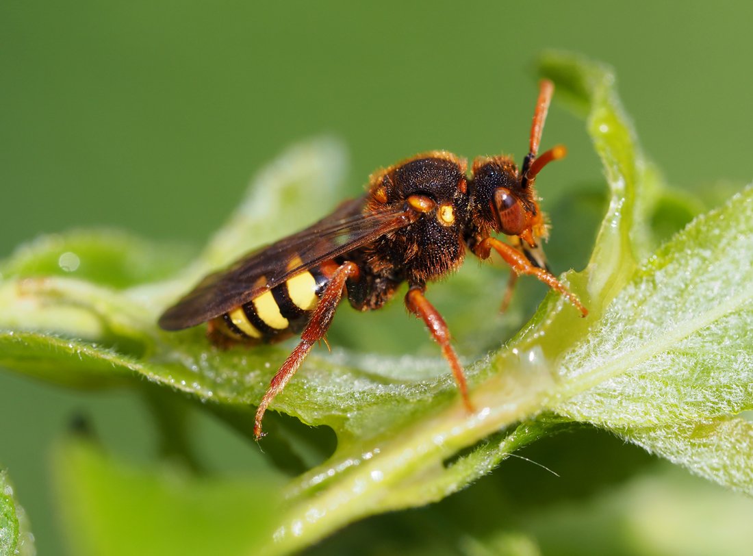 /Nomada ryšavá (Nomada lathburiana), foto z boku.