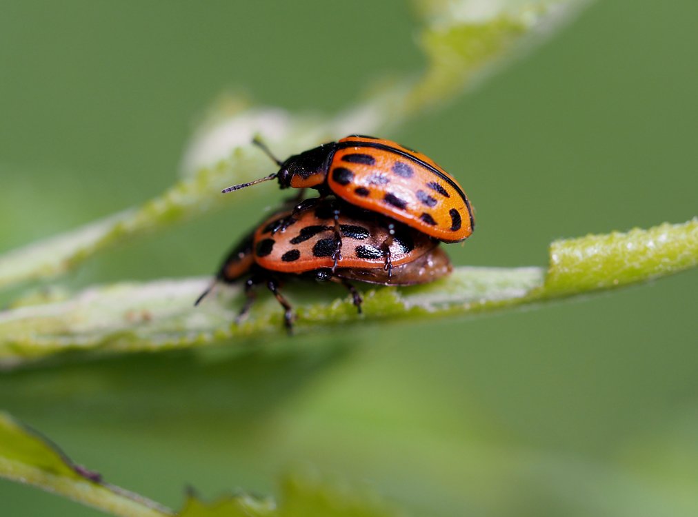 /Mandelinka Chrysomela vigintipunctata na vrbě. /Mandelinka Chrysomela vigintipunctata na vrbě.