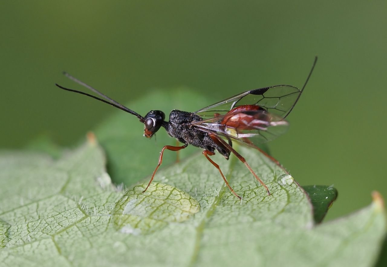 /Aulacus striatus - červen 2025.