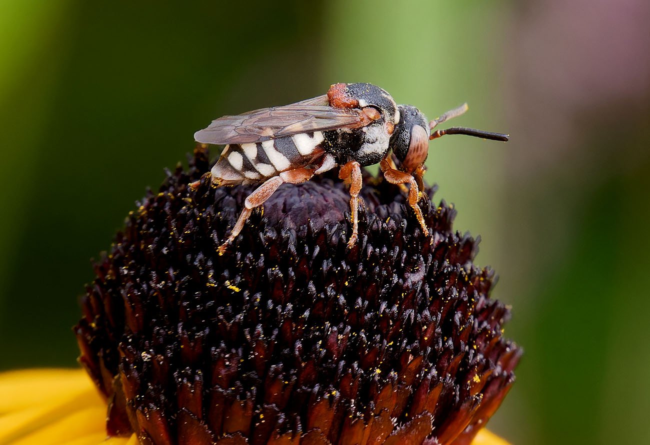 /Epeolus variegatus - samička. /Epeolus variegatus - samička.