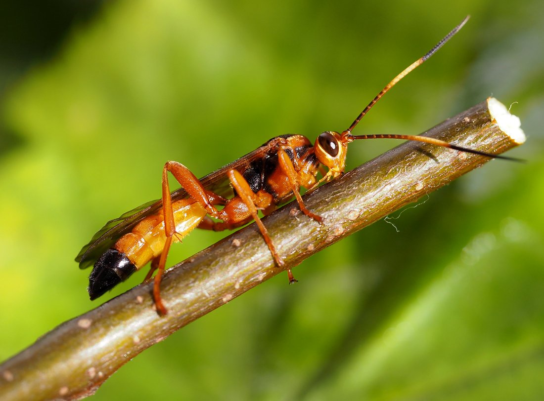 /Lymantrichneumon disparis olizuje z větvičky medovici.