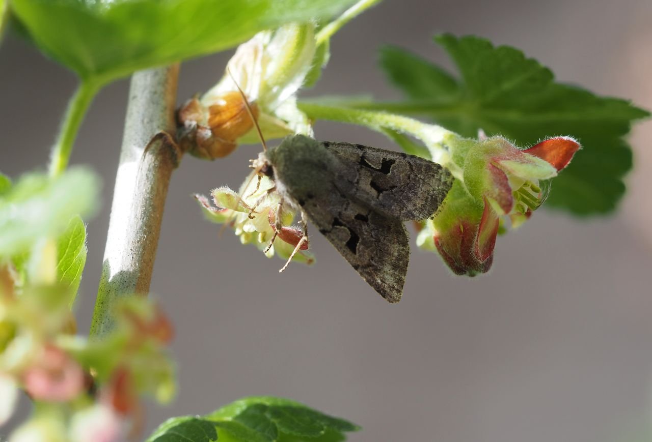 /Jarnice ovocná - březen 2024.