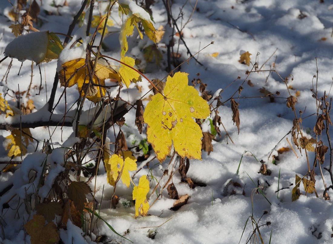 /Javor klen, list nad sněhem. /Javor klen, list nad sněhem.