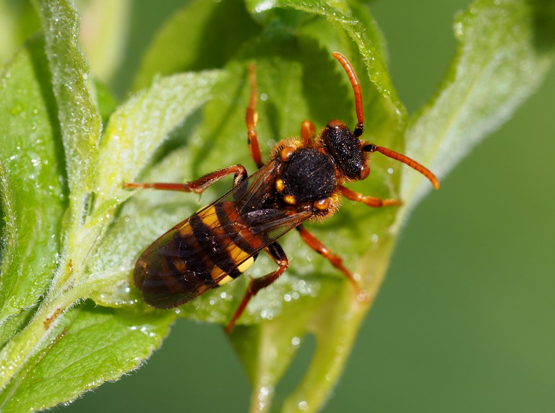 /Nomada ryšavá (Nomada lathburiana), samička, foto shora. /Nomada ryšavá (Nomada lathburiana), samička, foto shora.