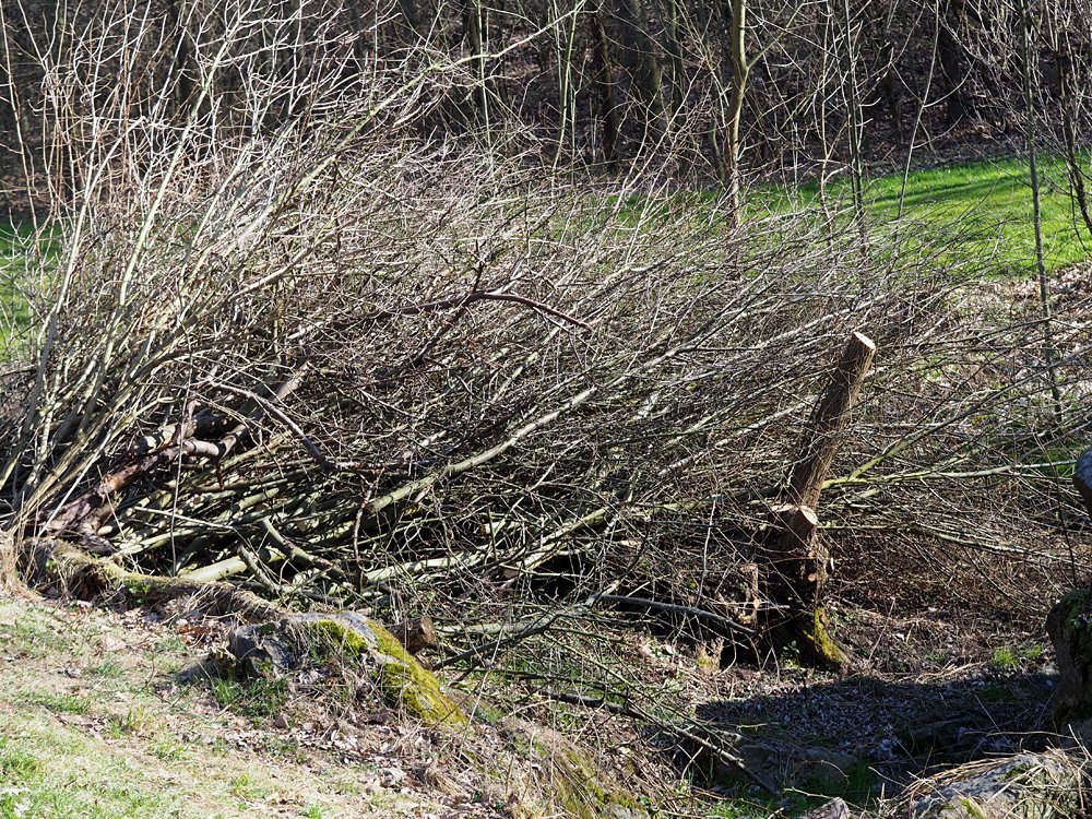 /Ořezaná vrba a hromada proutí.