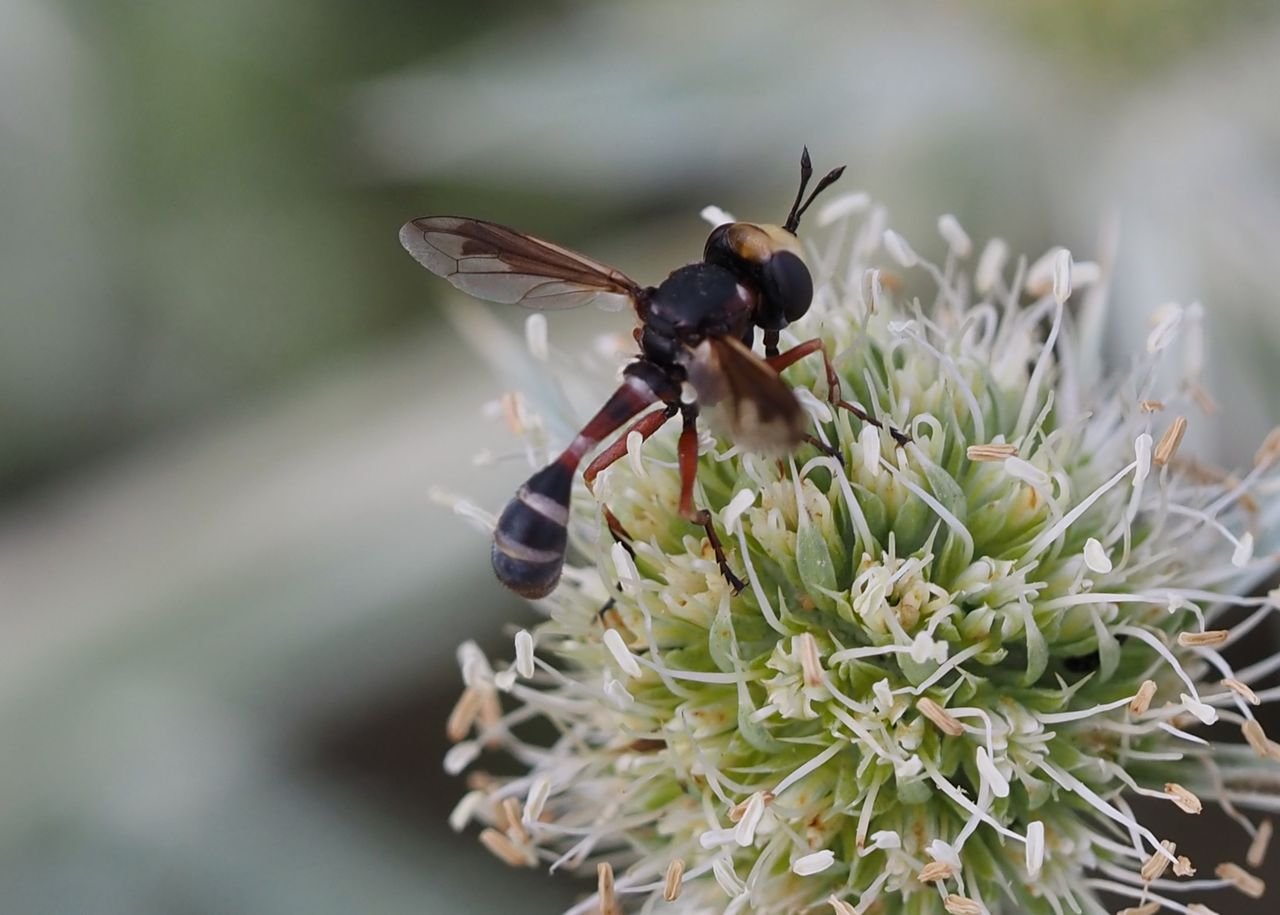 /Očnatka rodu Physocephala na květenství máčky ladní. /Očnatka rodu Physocephala na květenství máčky ladní.