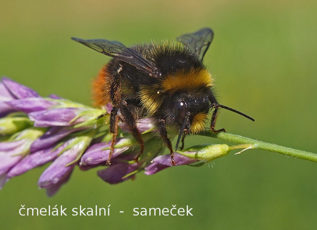 /Čmelák skalní, sameček, na květu vojtěšky.