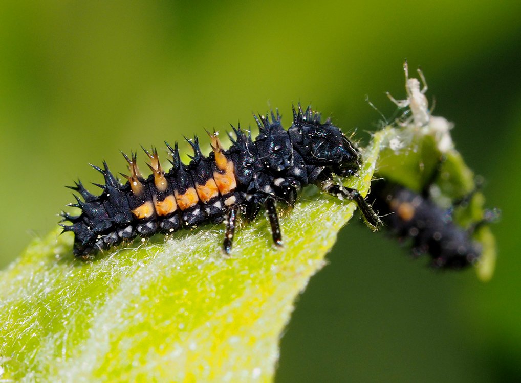 /Larva slunéčka východního s nápadnými výrůstky na hřbetní straně těla.