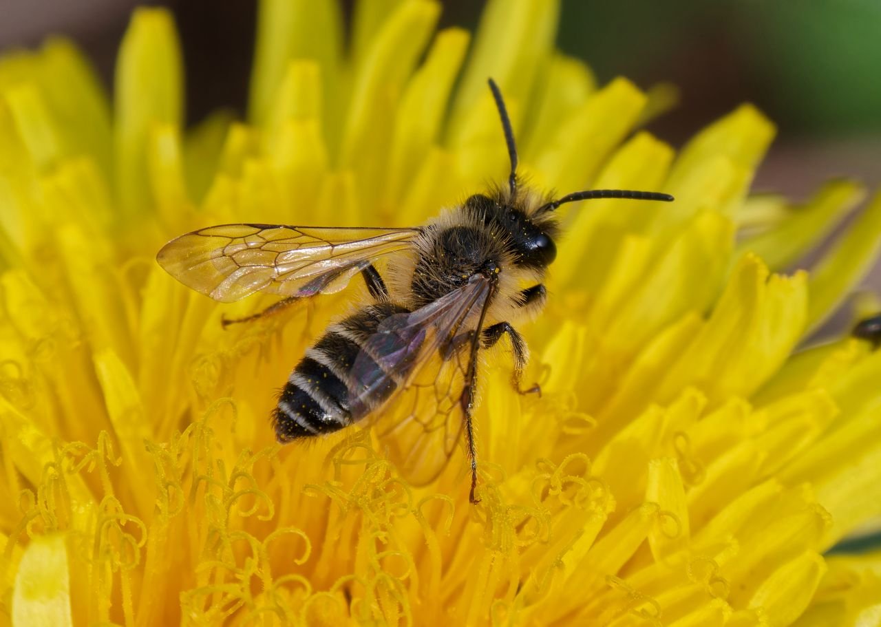 /Andrena flavipes, sameček před odletem z květu pampelišky. Foto Radim Herman.