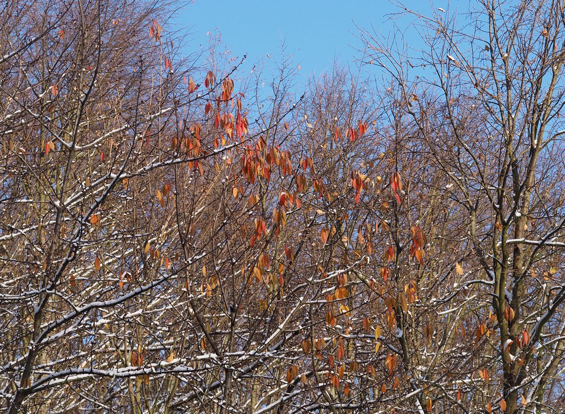 /Planá třešeň v lese. /Planá třešeň v lese.