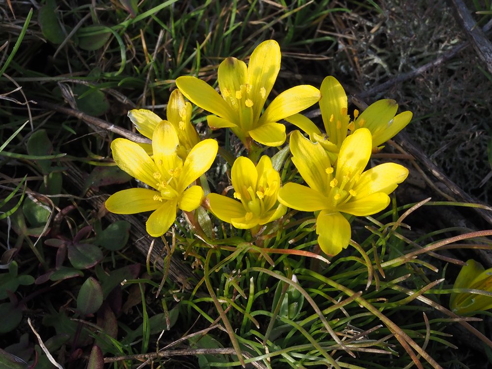 /Kvetoucí skupinka křivatců českých 20. 3. 2018.