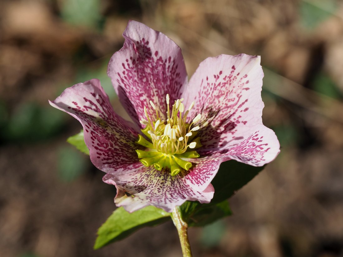 /Helleborus hybridus.