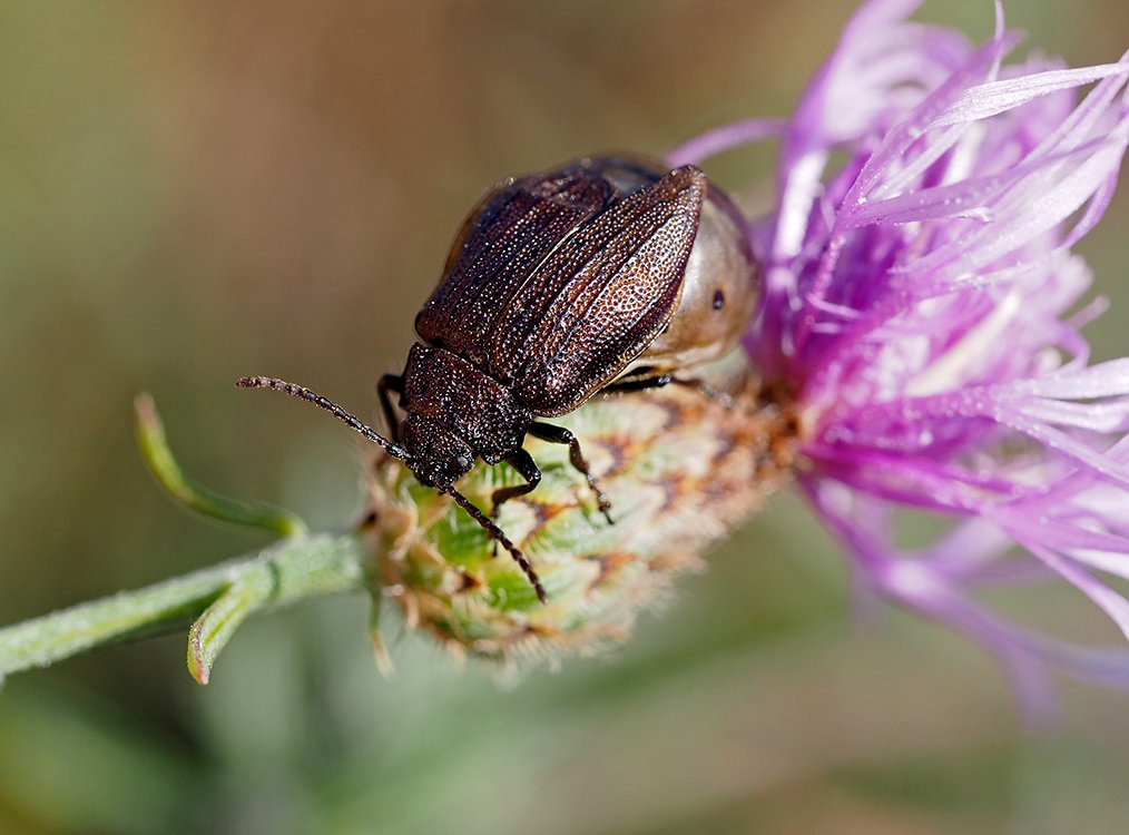 /Brouk Galeruca pomonae.