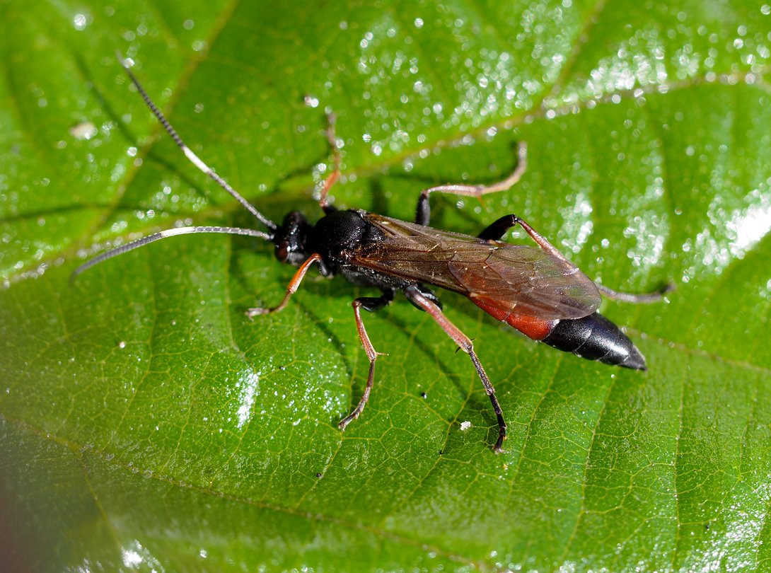 /Lumek Stenichneumon saje medovici na listu. /Lumek Stenichneumon saje medovici na listu.