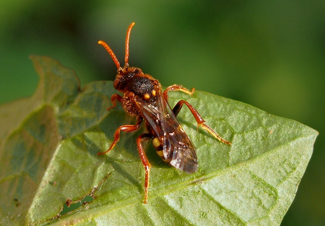 /Nomada ryšavá, samička na listu, foto shora. /Nomada ryšavá, samička na listu, foto shora.
