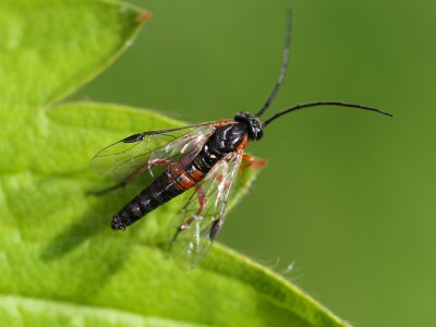 Nematus lucidus - pilařka slívová