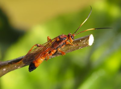 Lumek Lymantrichneumon disparis