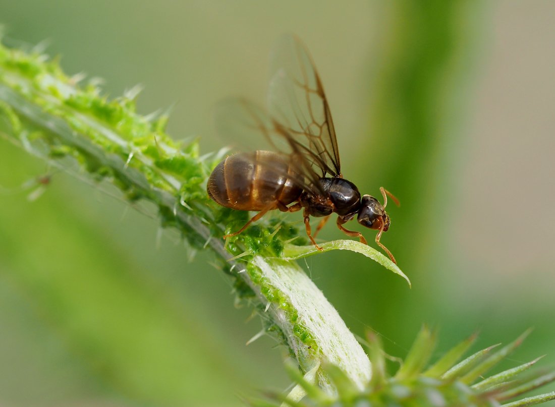 /Lasius flavus, mladá okřídlená matka před odletem.