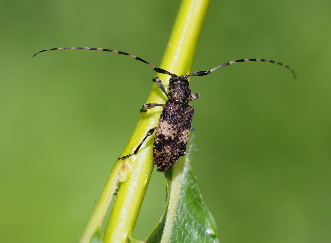 /Brouk kozlíček rodu Leiopus.
