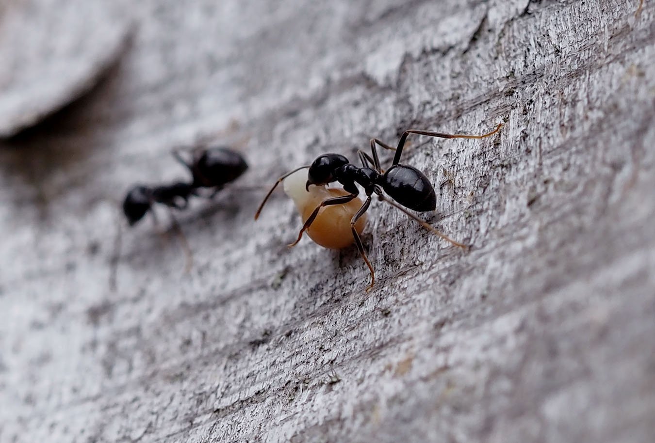 /Lasius fuliginosus dokáže držet semeno violky pouze na jediném místě.