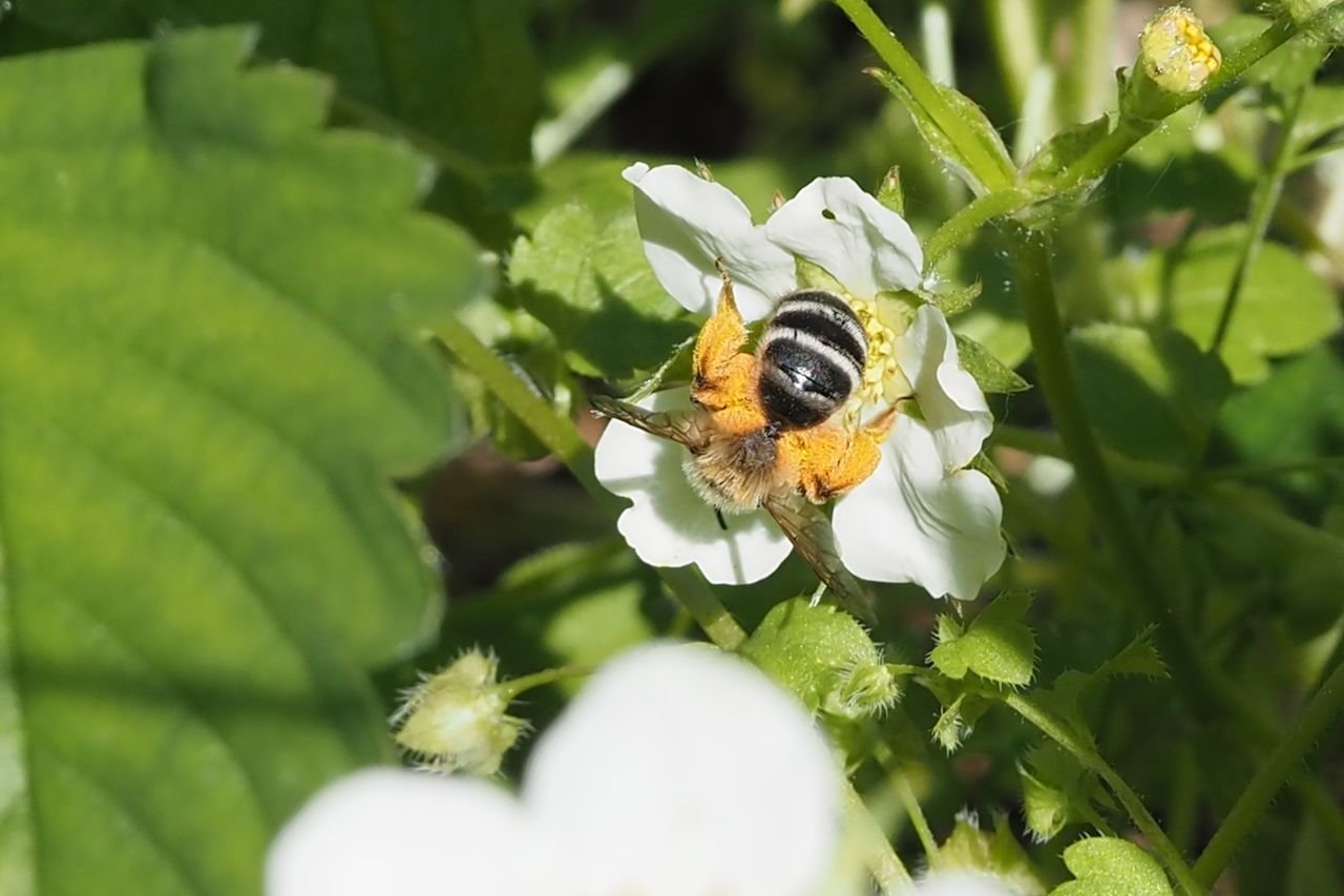 /Andrena gravida v porostu jahodníků.
