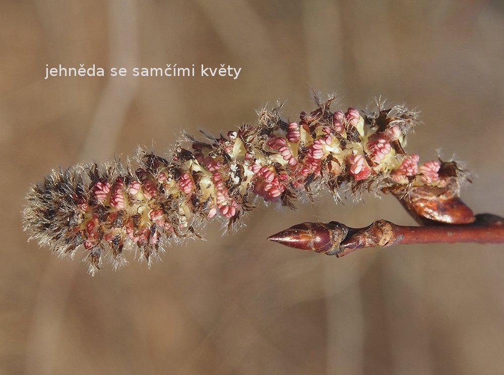 /Osika je dvoudomá dřevina, na obrázku je jehněda se samčími květy. /Osika je dvoudomá dřevina, na obrázku je jehněda se samčími květy.
