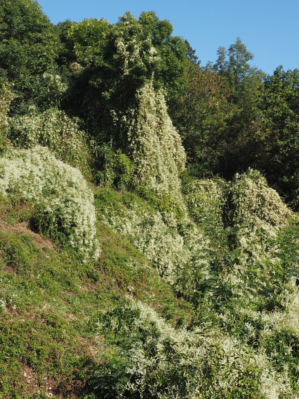 /Opletka čínská vyrůstá až z hluboké rokle.