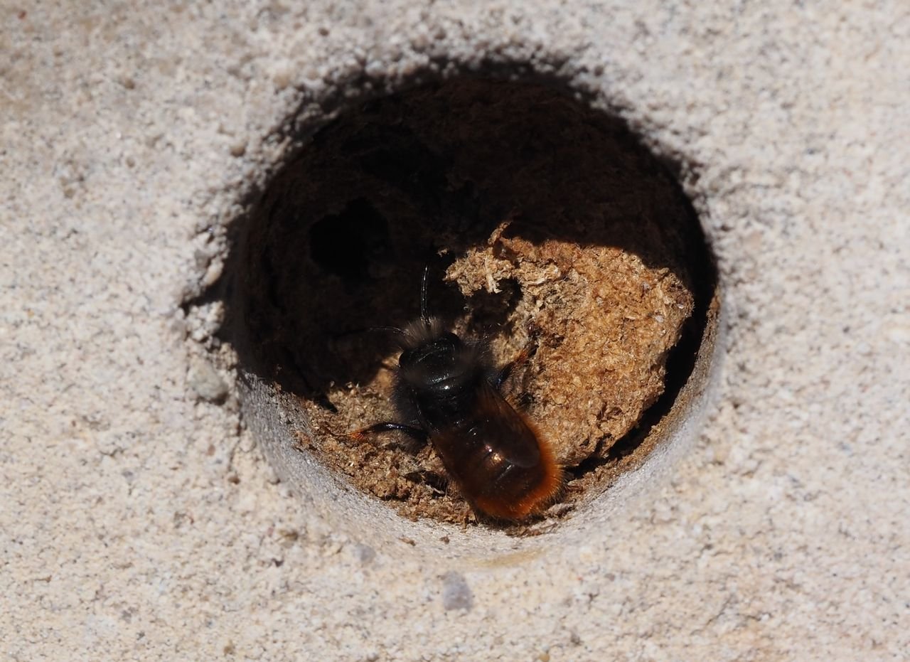 /Špunt z rostlinného materiálu v otvoru betonového dílu.