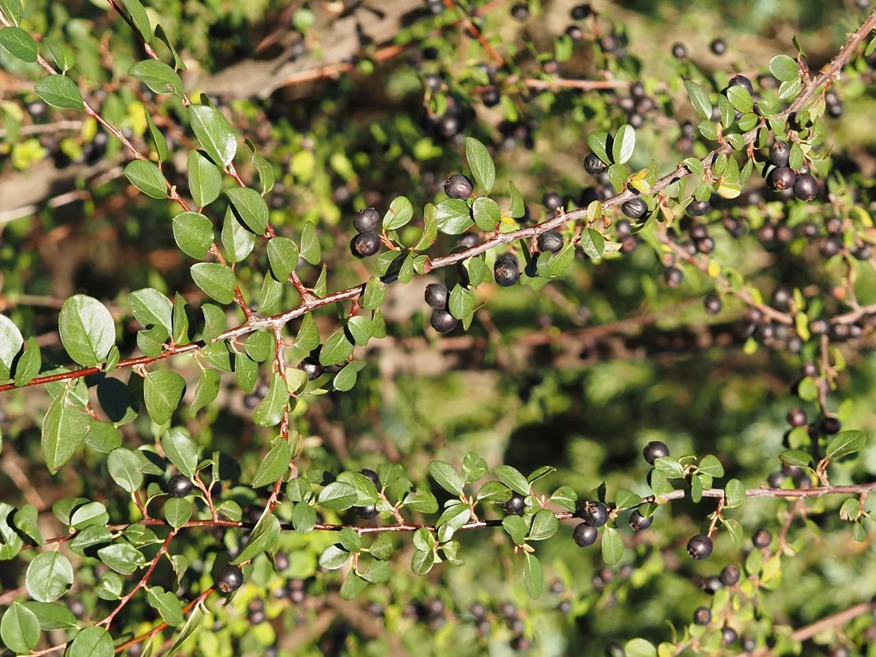 /Cotoneaster nitens - část porostu.