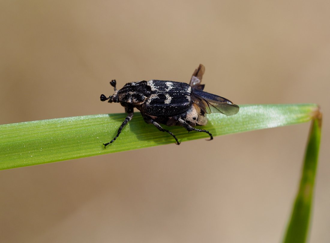 /Valgus hemipterus, sameček. Foto 20. 5. 2023.