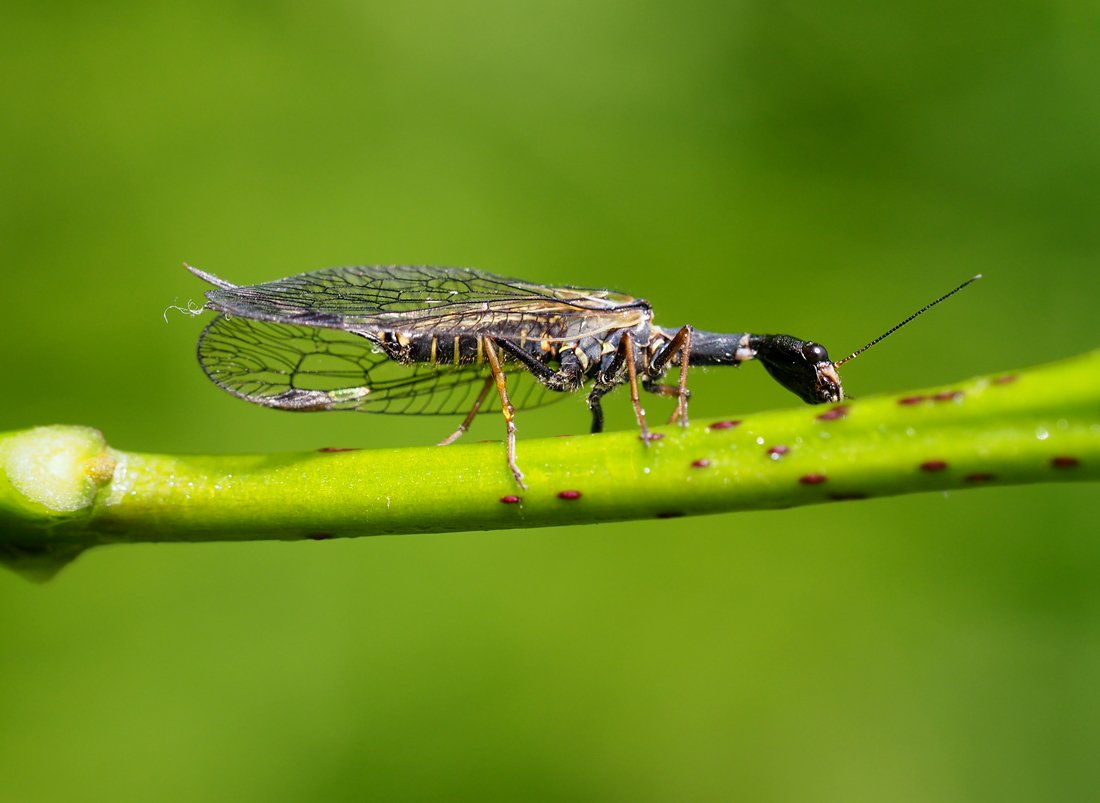 /Dlouhošíjka v květnu.
