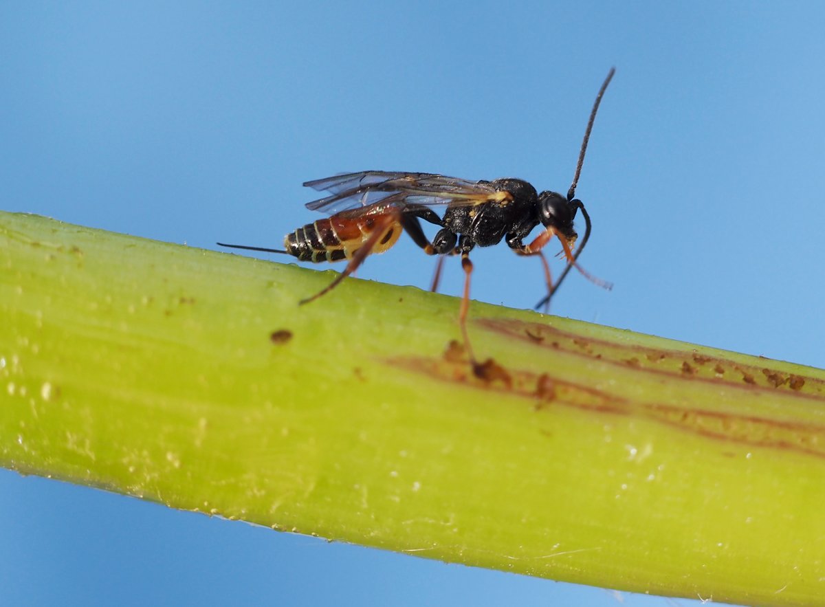 /Lumek Orthopelma mediator, samička zvětšeně. /Lumek Orthopelma mediator, samička zvětšeně.