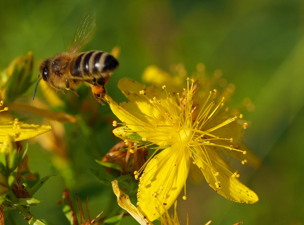 /Včela s nasbíraným pylem odlétá z květů třezalky.