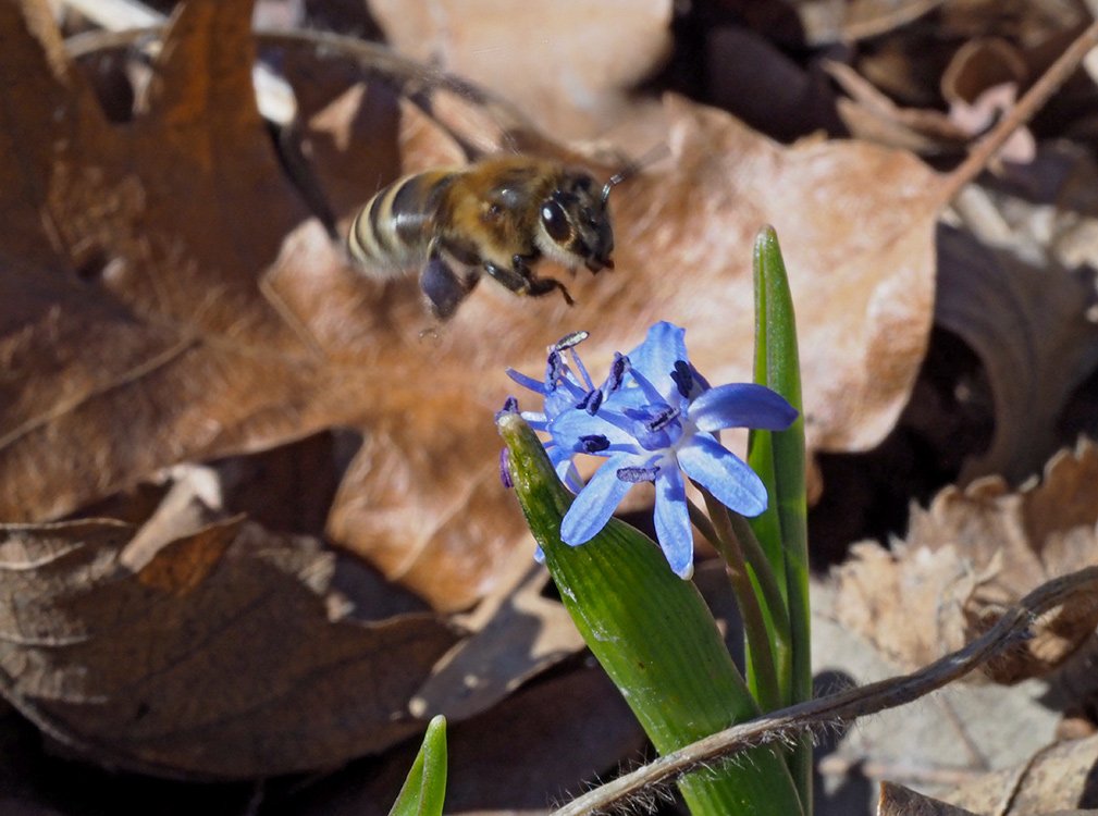 /Ladoňka má modrý pyl. /Ladoňka má modrý pyl.