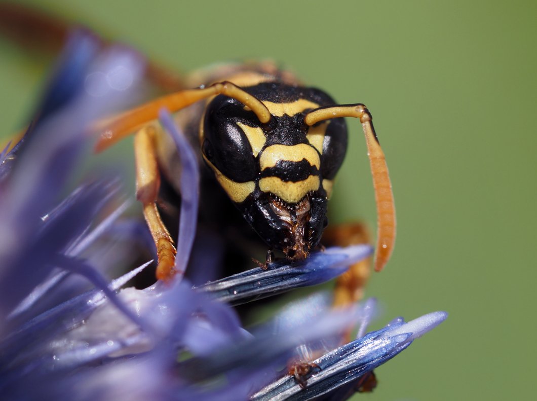 /Polistes dominula, portrét detail. /Polistes dominula, portrét detail.