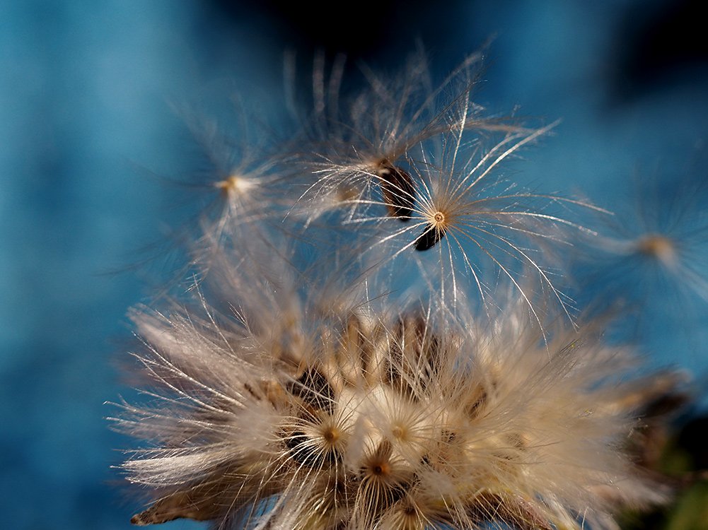 /Hořčík, zvětšeně fotografovaná semena. /Hořčík, zvětšeně fotografovaná semena.
