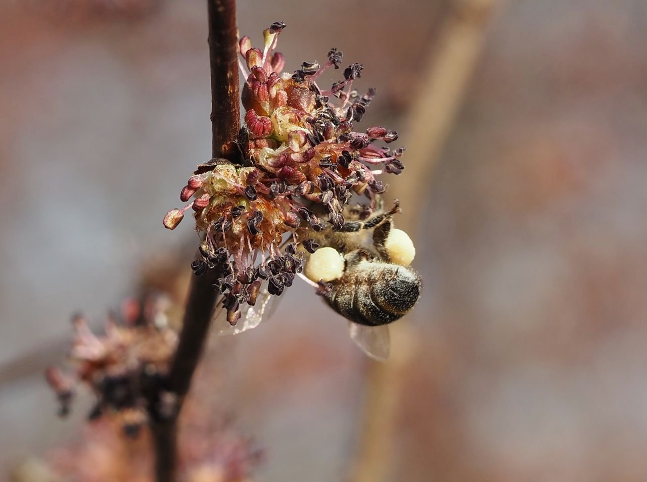 /Včela s nasbíranými rouskami jilmového pylu.