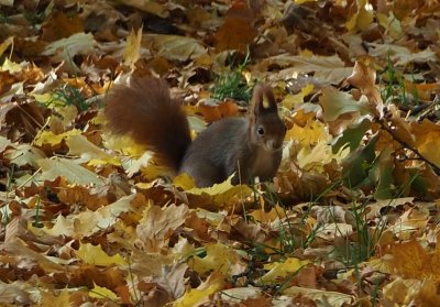 Obrázky ze Stromovky