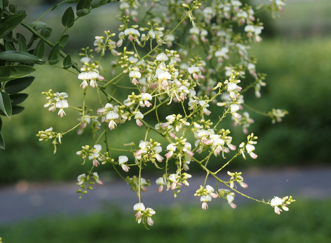 /Jerlín japonský, květní lata. /Jerlín japonský, květní lata.